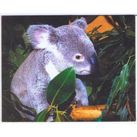 moneda Austria 5 Euros 2002 (nueve esquinas) Zoo. Koala